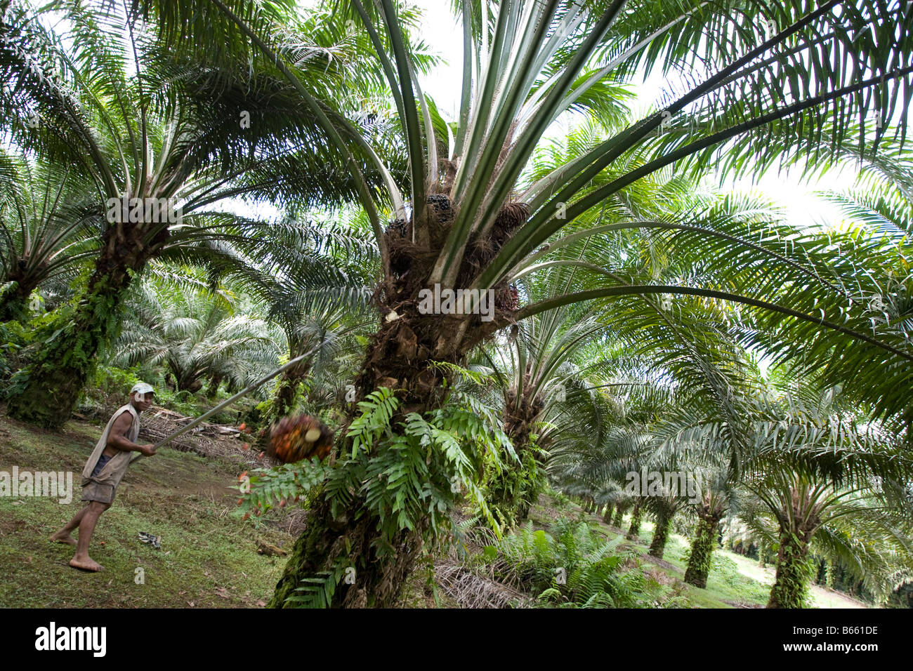 Lavoratori il taglio e la raccolta di olio di palma frutti di olio di palma plantation, West Nuova Bretagna Isola, Papua Nuova Guinea Foto Stock