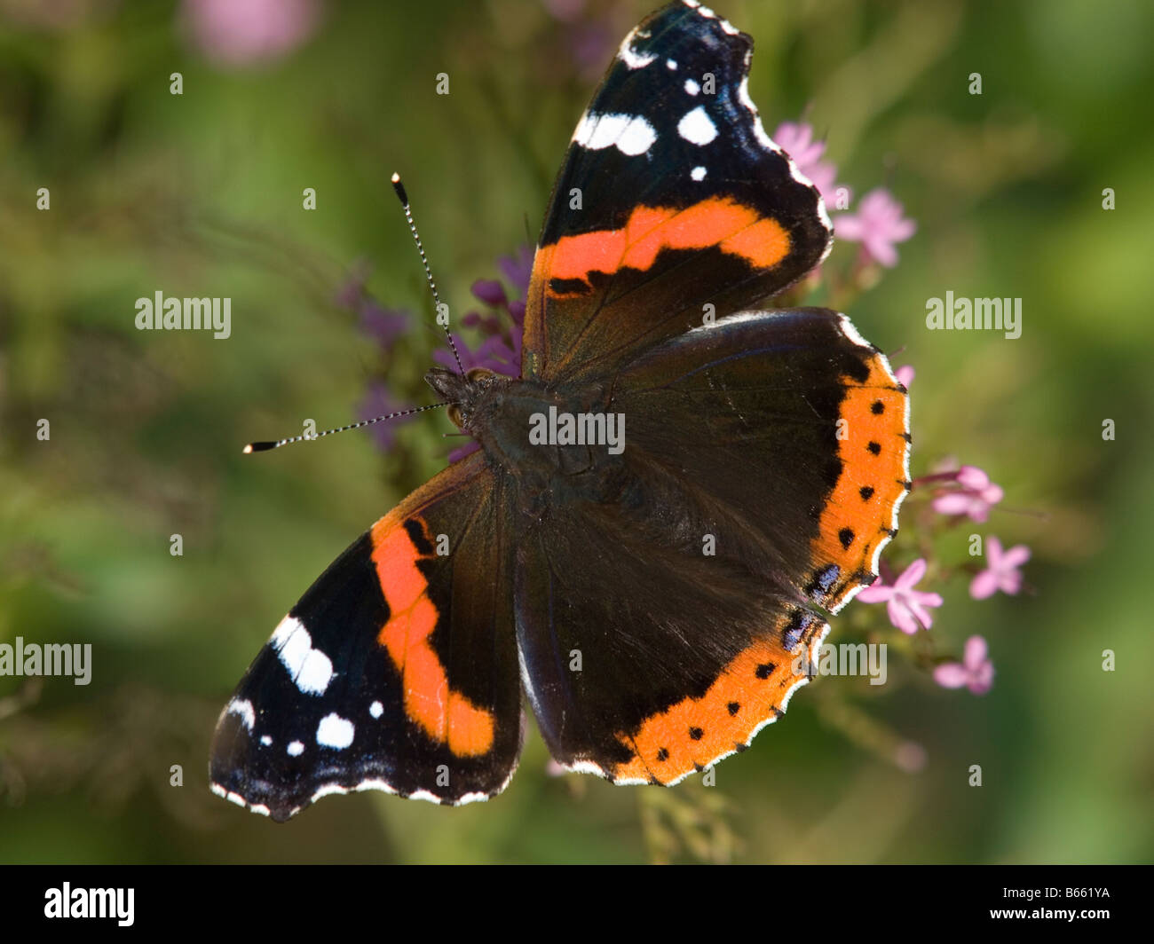 Red Admiral butterfly Knighton Powys Mid Wales UK Europa Foto Stock