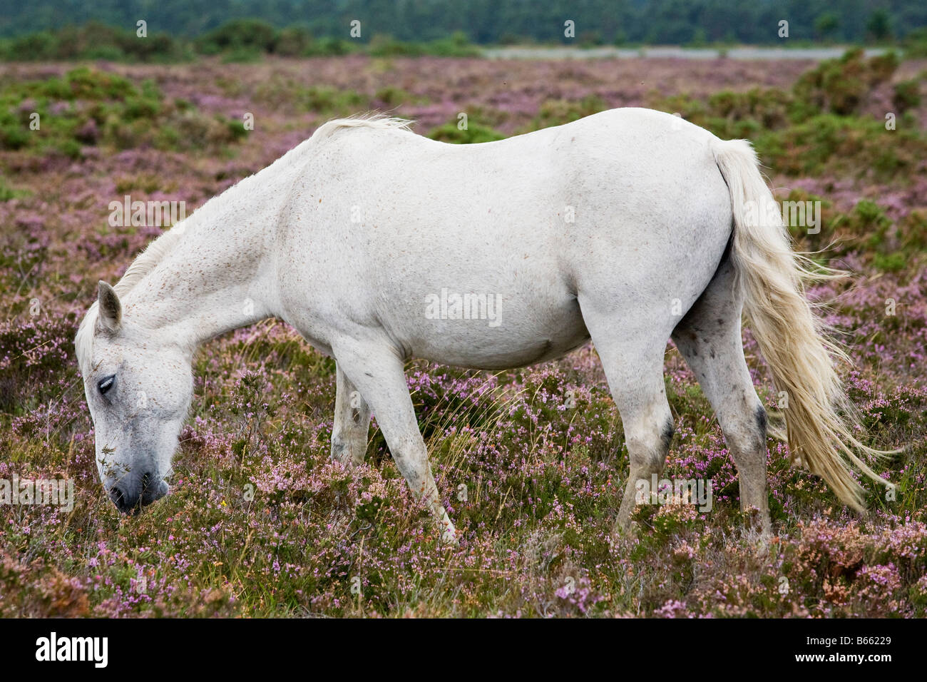 Ritratto di un pony bianco che pascolano nella nuova foresta, Inghilterra Foto Stock
