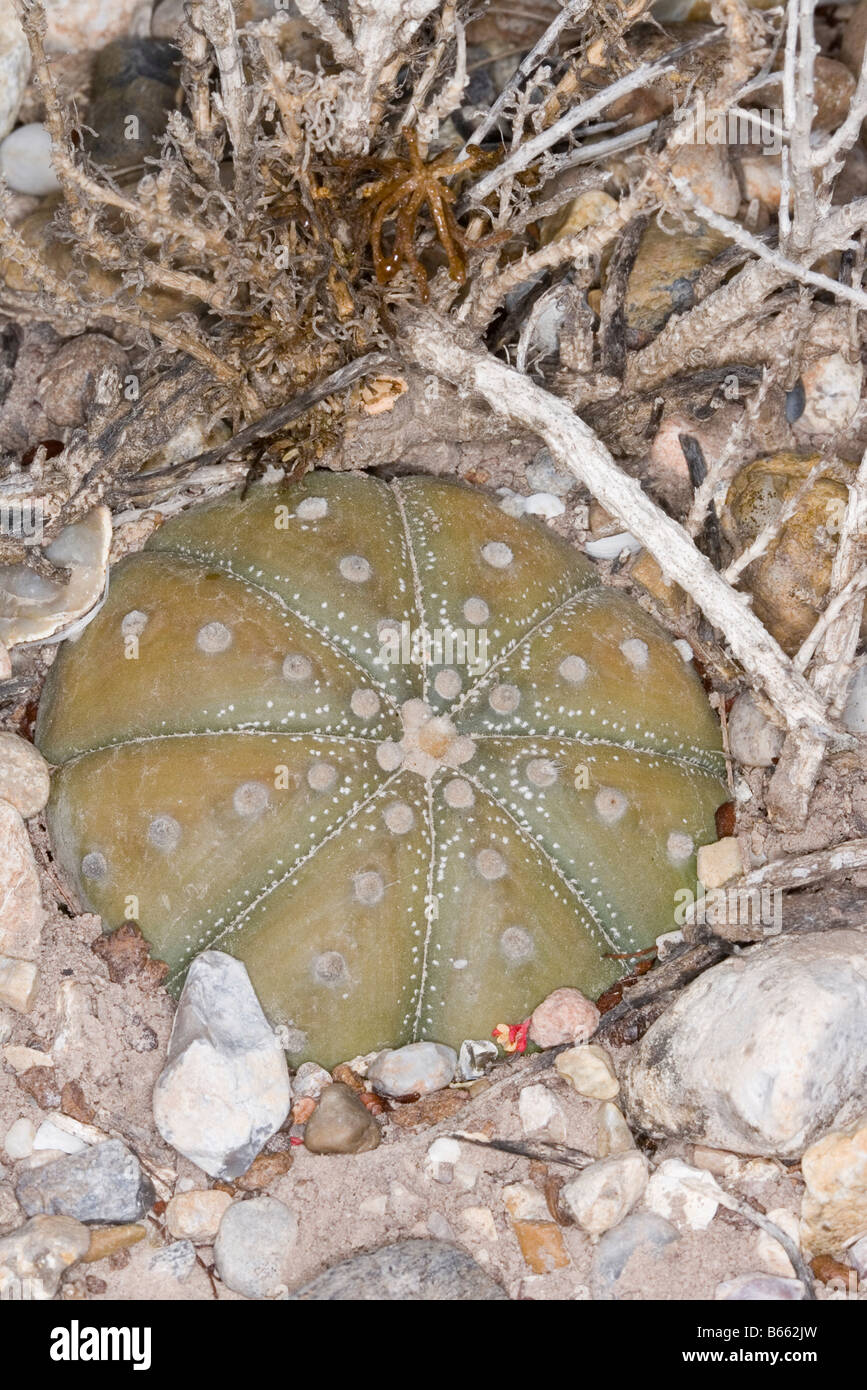 Star Cactus Astrophytum asterias Foto Stock