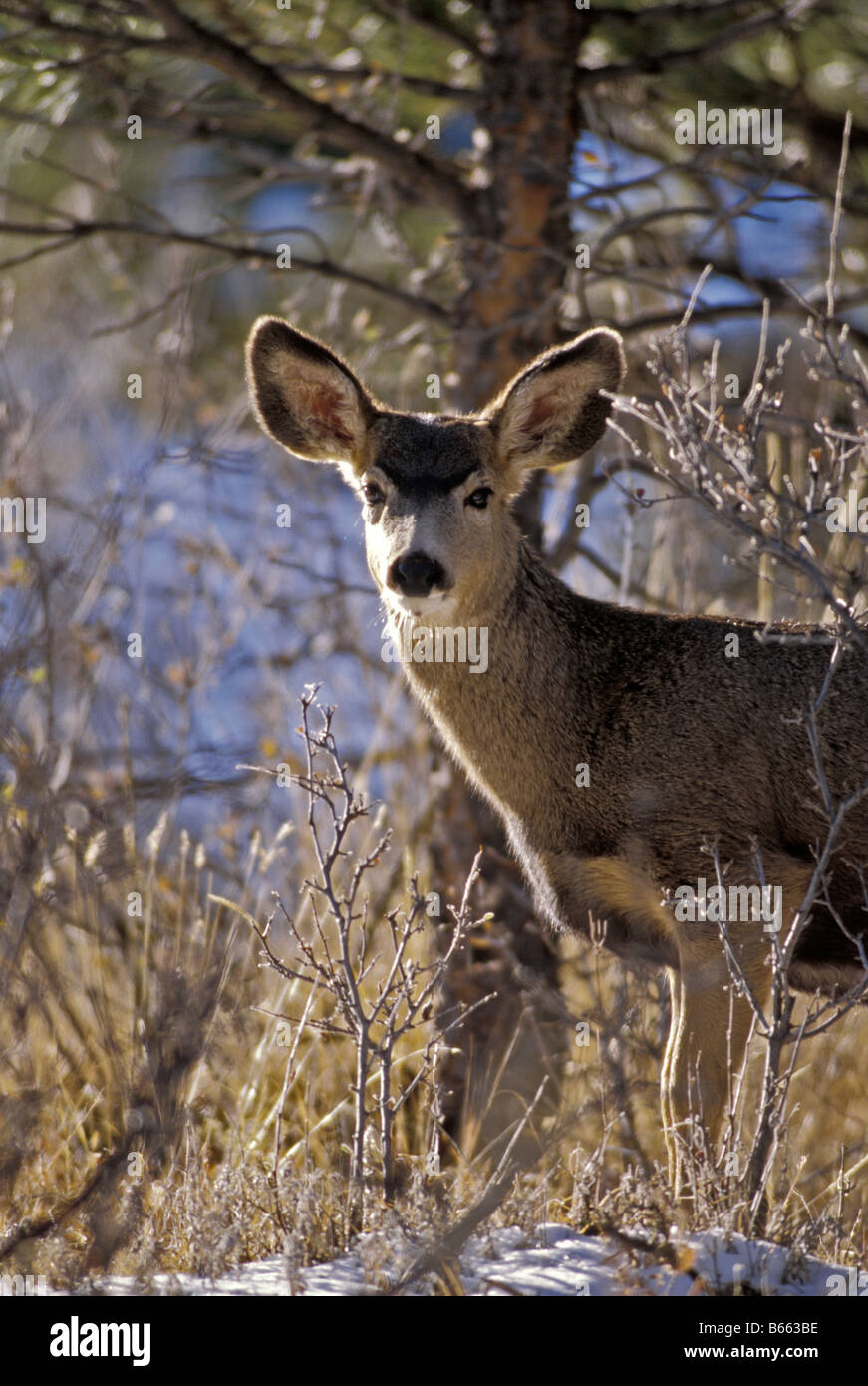 Mule Deer (Odocoileus hemionus) in inverno, Bianco Ranch Open Space Park, COLORADO US Foto Stock