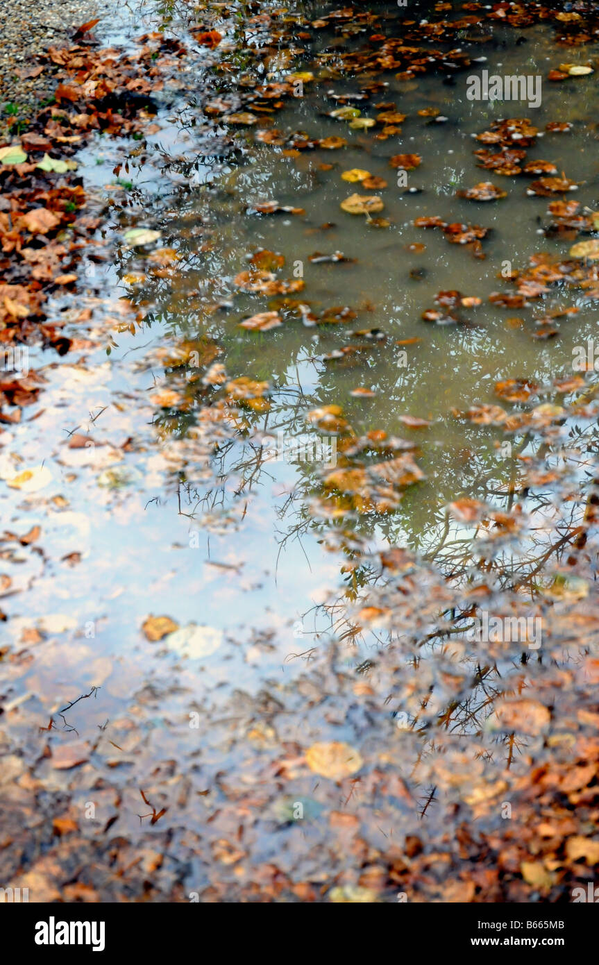 Una pozza d'acqua di pioggia caduta con foglie di autunno. Foto Stock