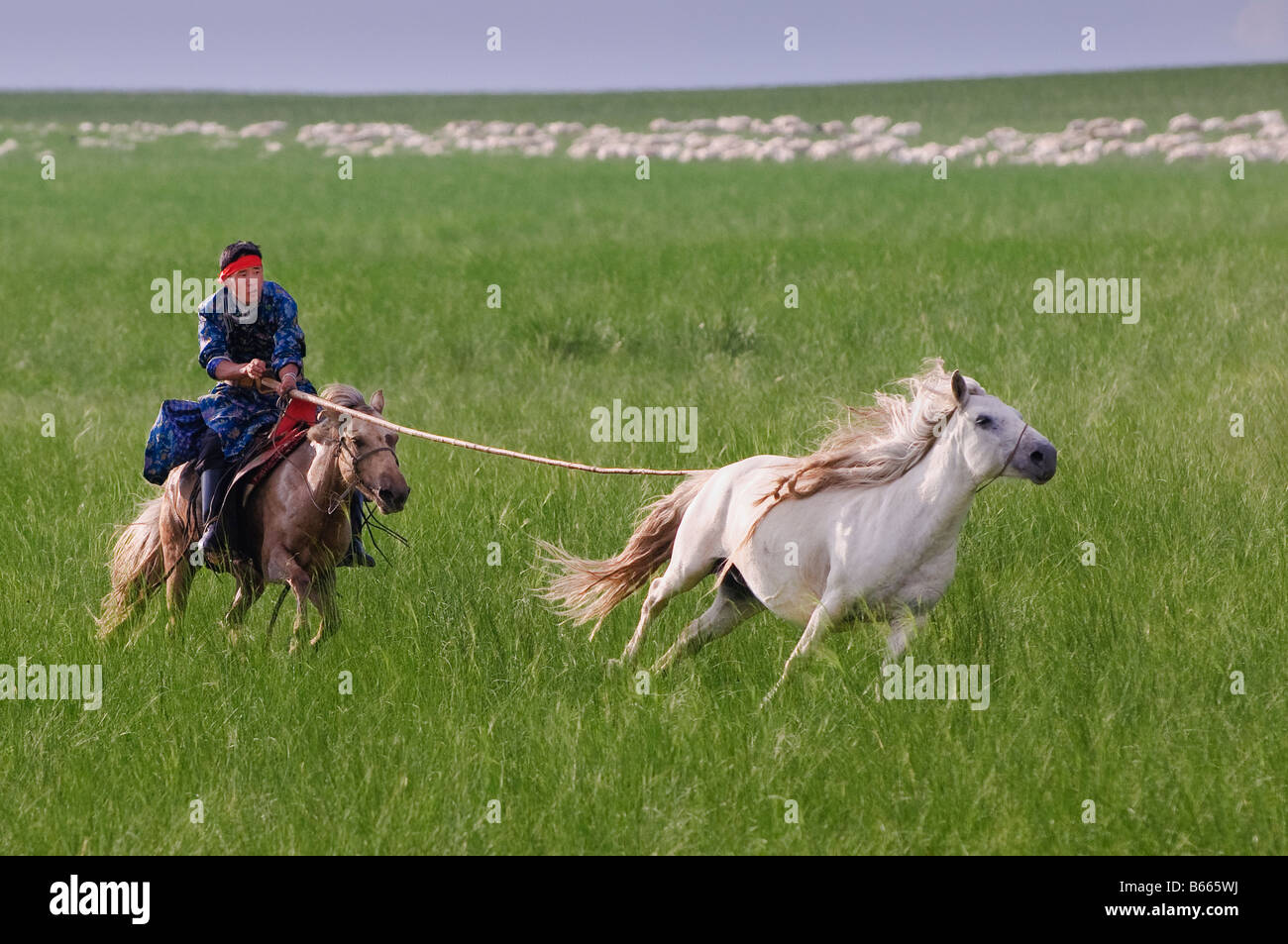 Praterie pastore a cavallo le catture a cavallo con corda e pole urga Xilinhot Inner Mongolia Cina Foto Stock