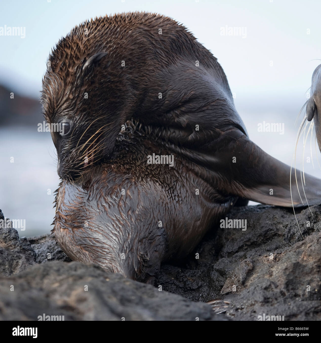 Ecuador Isole Galapagos Parco Nazionale di Isabella Isola Galapagos Sea Lion Pup Zalophus californianus su rocce laviche Foto Stock