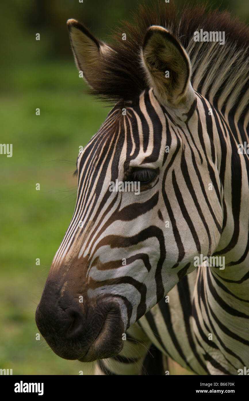 Zebra pianure Uganda africa Foto Stock