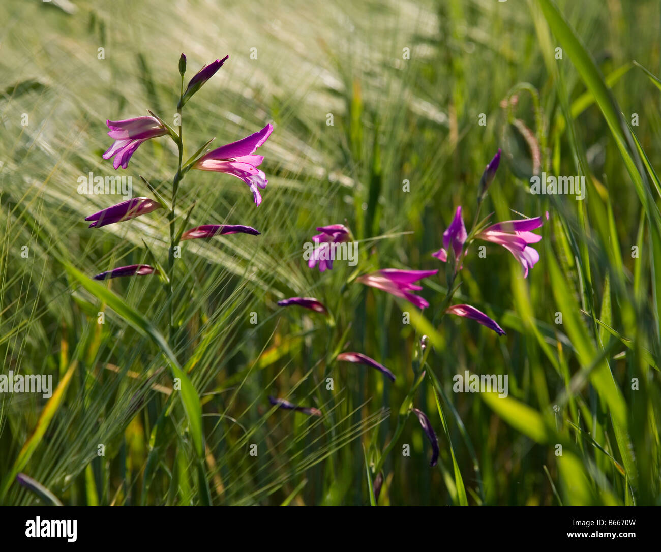 Gladiolus selvatici che crescono in un campo di orzo in Toscana Foto Stock