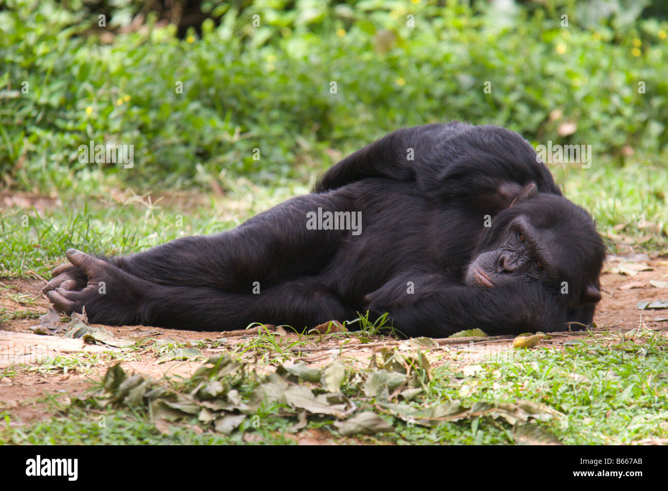 Uno scimpanzé chimp monkey Uganda africa Foto Stock