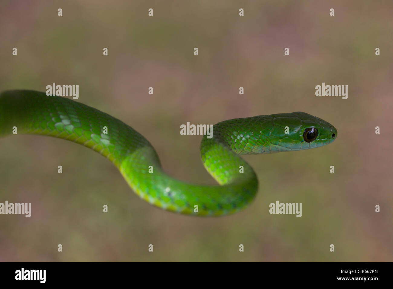 Verde di serpenti velenosi mamba Uganda Africa Foto Stock