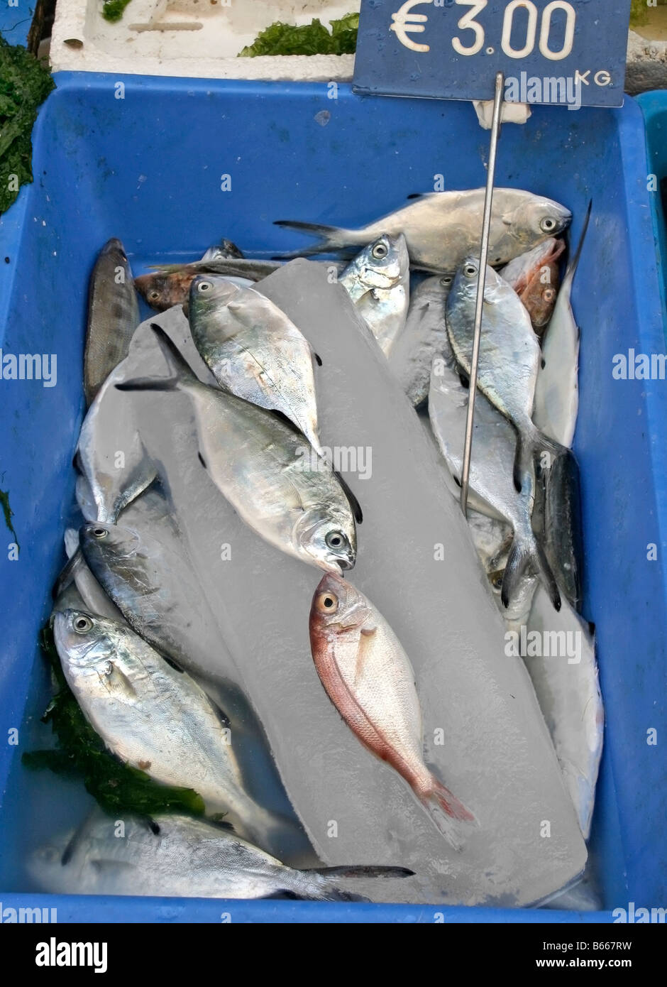 Pesce per la vendita nel La Pignasecca street market in Montesanto, sul bordo occidentale di Napoli' Centro Storico Foto Stock