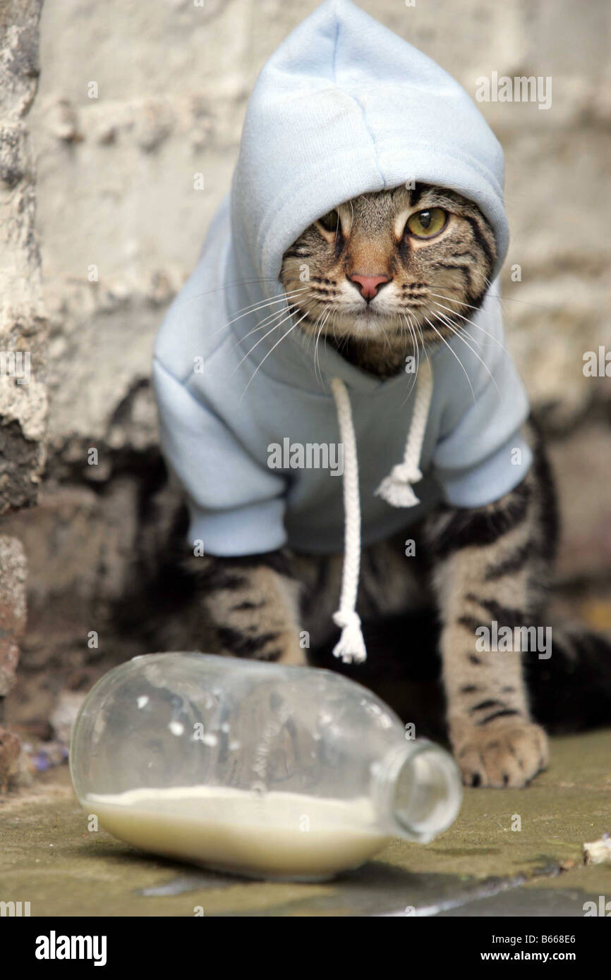 Cat indossando felpa con cappuccio blu Foto Stock