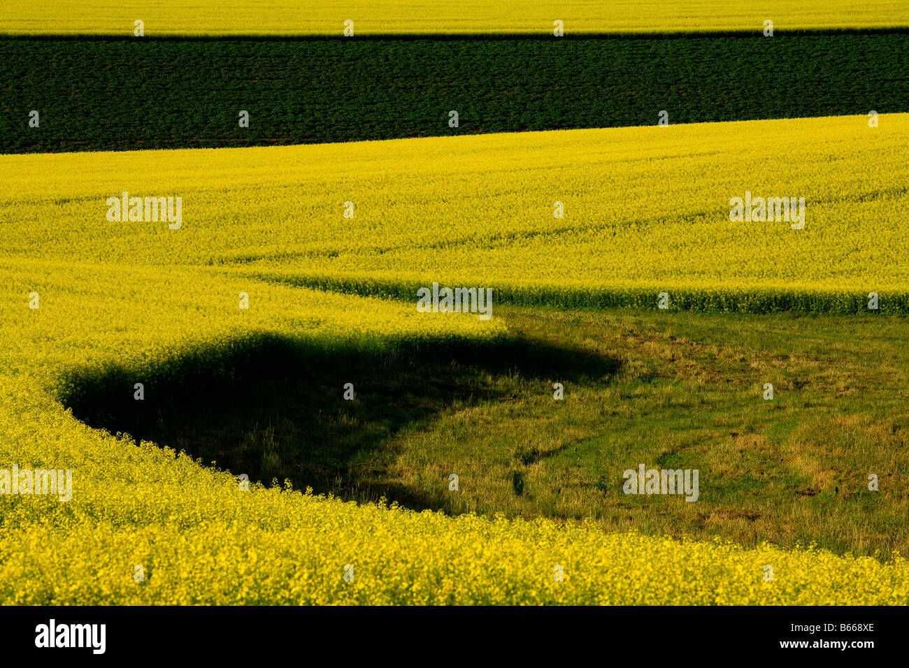 I campi di canola Darlington Prince Edward Island in Canada Foto Stock