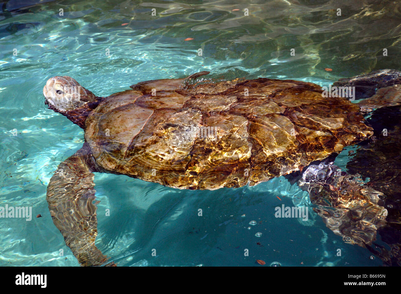 Close-up di una tartaruga verde in Bermuda's Aquarium, il Museo e lo Zoo Foto Stock