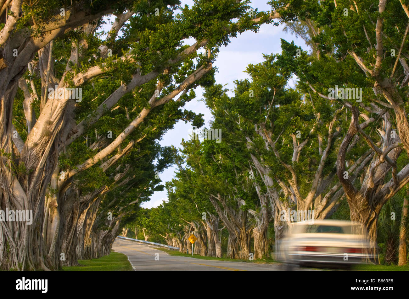Paese strada fiancheggiata con alberi di Ficus Hobe Sound Gold Coast in Florida negli Stati Uniti d'America Foto Stock