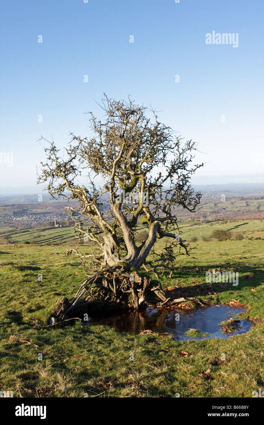 Un albero sradicato ha causato un piccolo Congelato stagno per sviluppare dove le radici erano state Dartmoor Devon Foto Stock