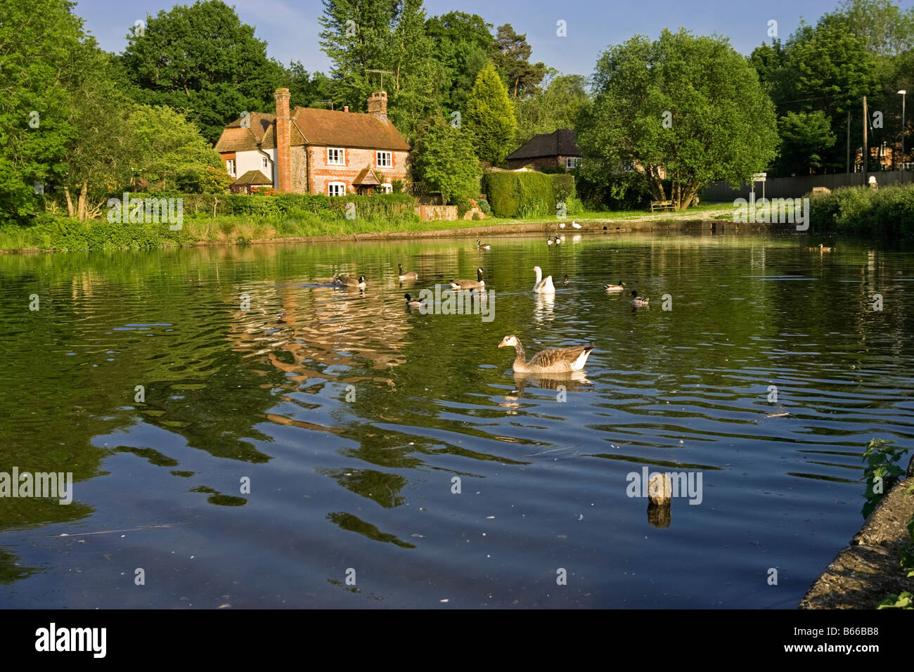 Cottage accanto alla Duck Pond in Shottermill, Haslemere, Surrey, Inghilterra, Regno Unito con anatre e oche Foto Stock