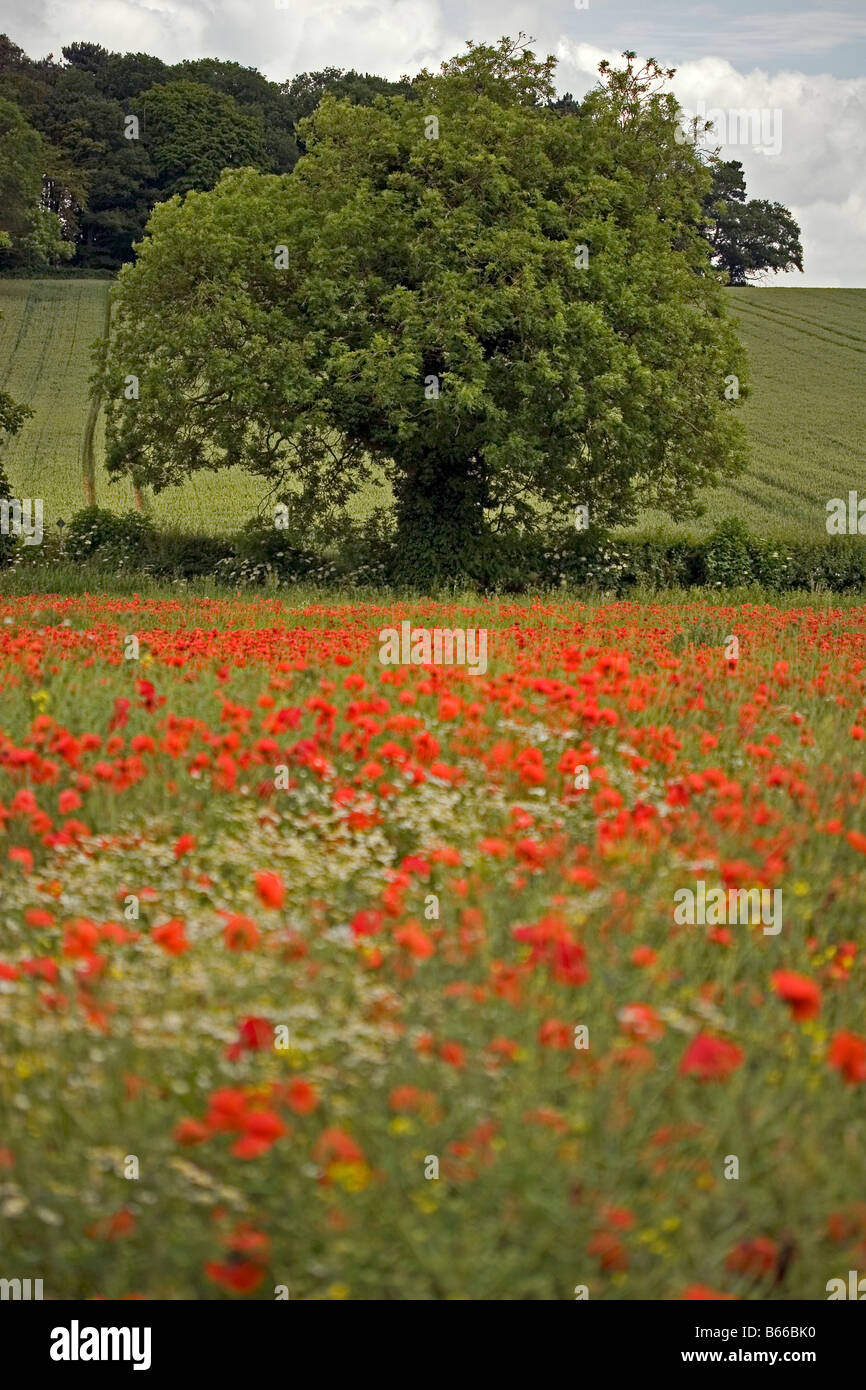 Albero di quercia con campo di papavero in primo piano Tamworth Staffordshire Inghilterra Foto Stock