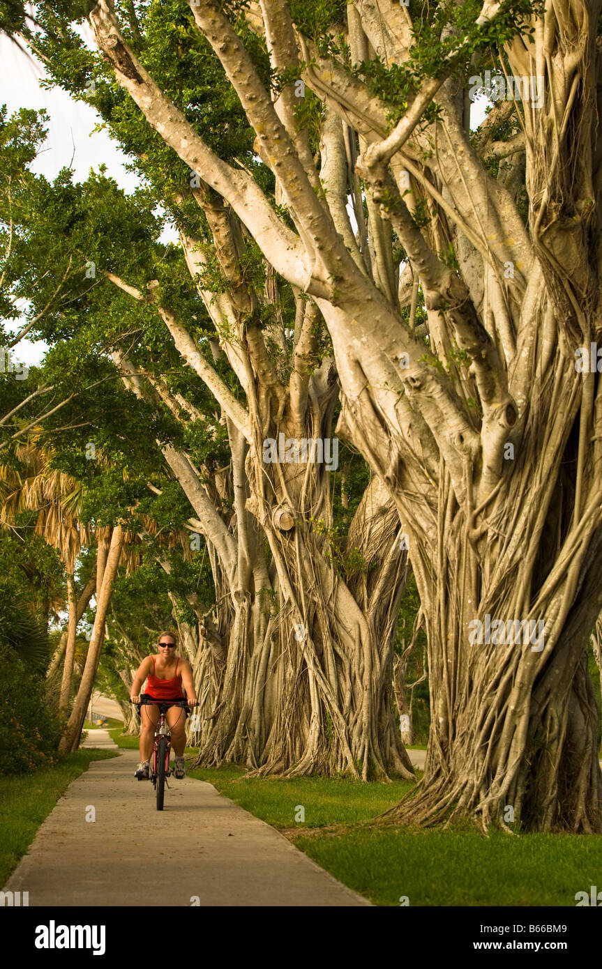 Paese strada fiancheggiata con alberi di Ficus Hobe Sound Gold Coast in Florida negli Stati Uniti d'America Foto Stock