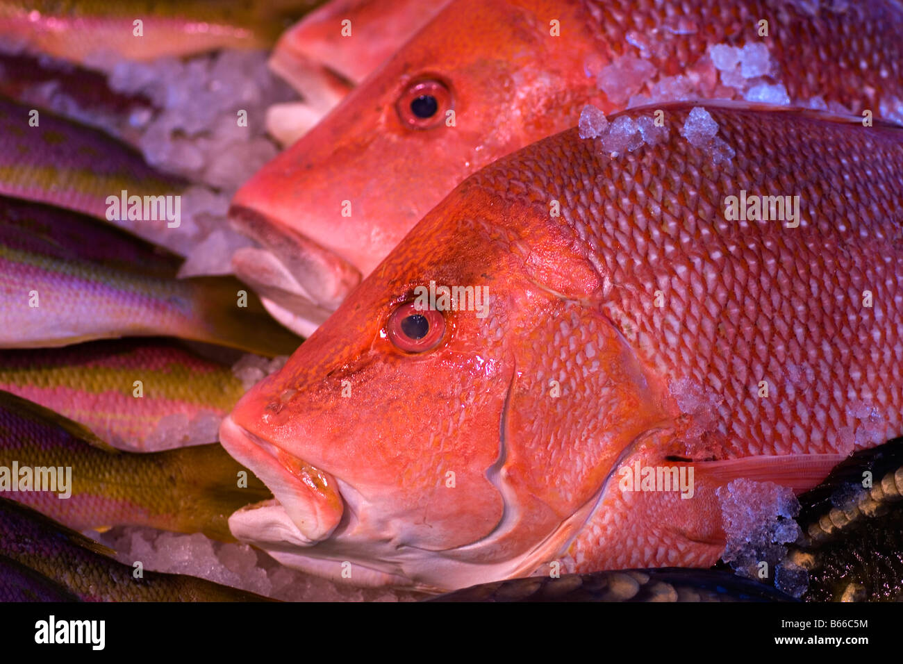 Pesce di mare su un contatore in un supermercato a Croydon. Foto Stock