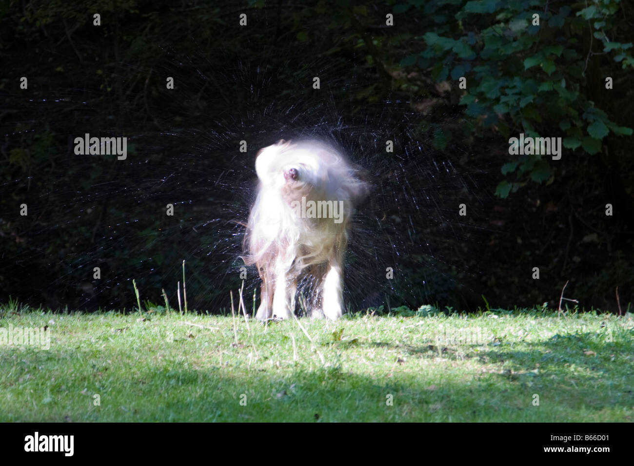 Femmina collie barbuto scuotere le goccioline d'acqua dopo un tuffo nel fiume, ella si muove così velocemente che solo il naso è messa a fuoco Foto Stock