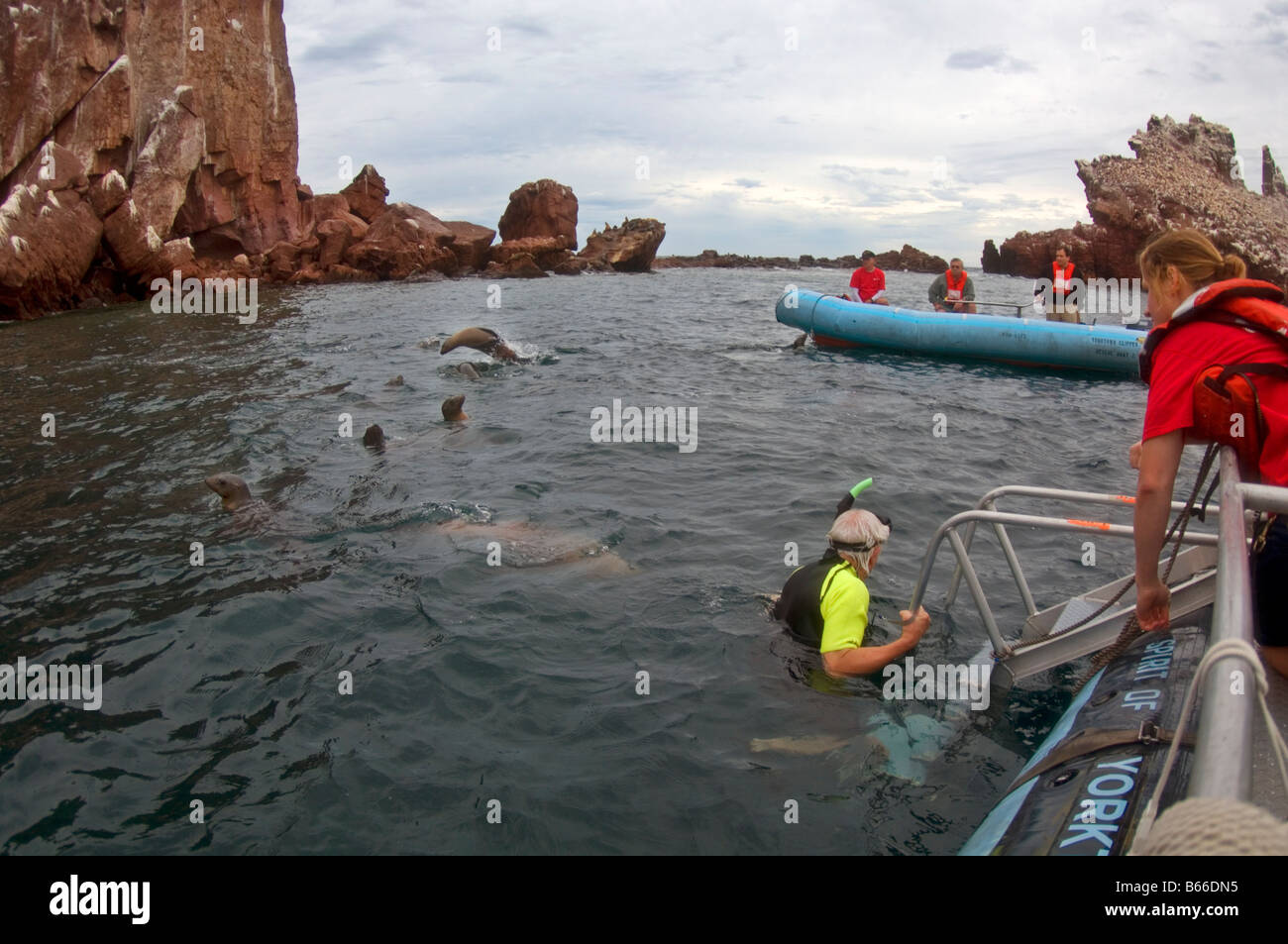 Lo snorkeling con i leoni di mare, mare di Cortez, Messico Foto Stock
