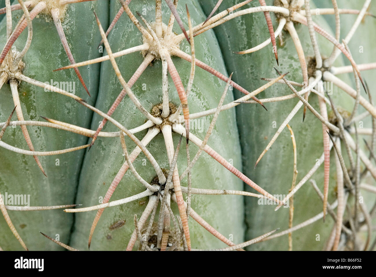 Eaglesclaw Cactus Echinocactus horizonthalonius Langtry Texas Stati Uniti 25 settembre spine Cactaceae Foto Stock