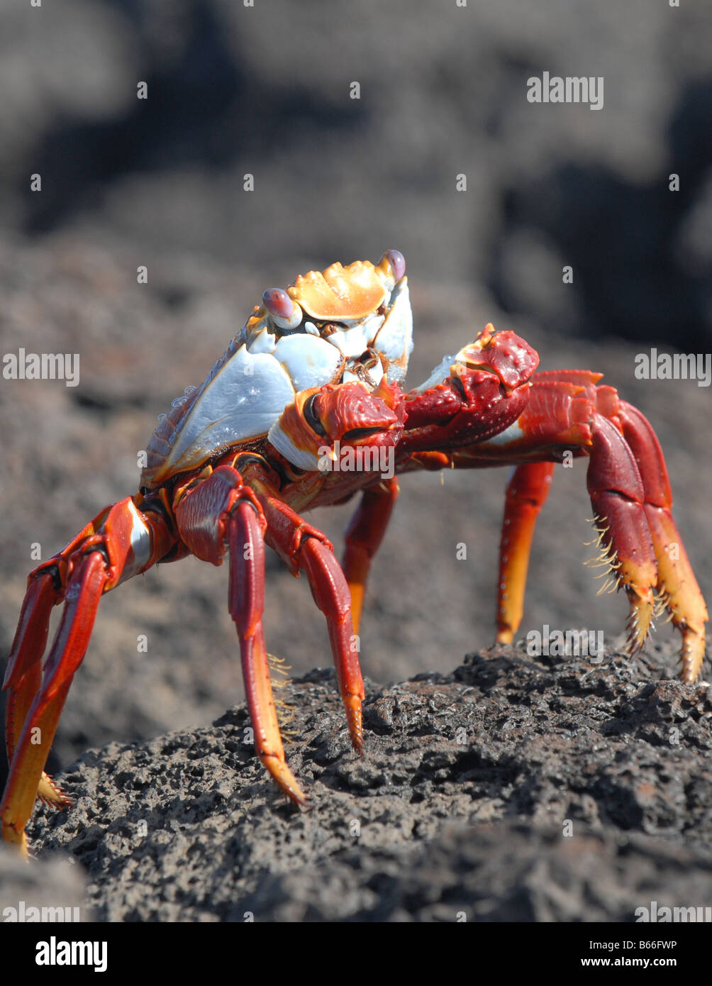 Sally luce-piede granchio di mare delle isole Galapagos Foto Stock