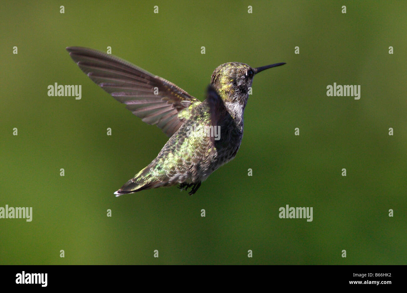 Anna's Hummingbird Calypte anna in bilico a metà in aria naturale con sfondo verde nel nord di Nanaimo Vancouver Island in Settembre Foto Stock