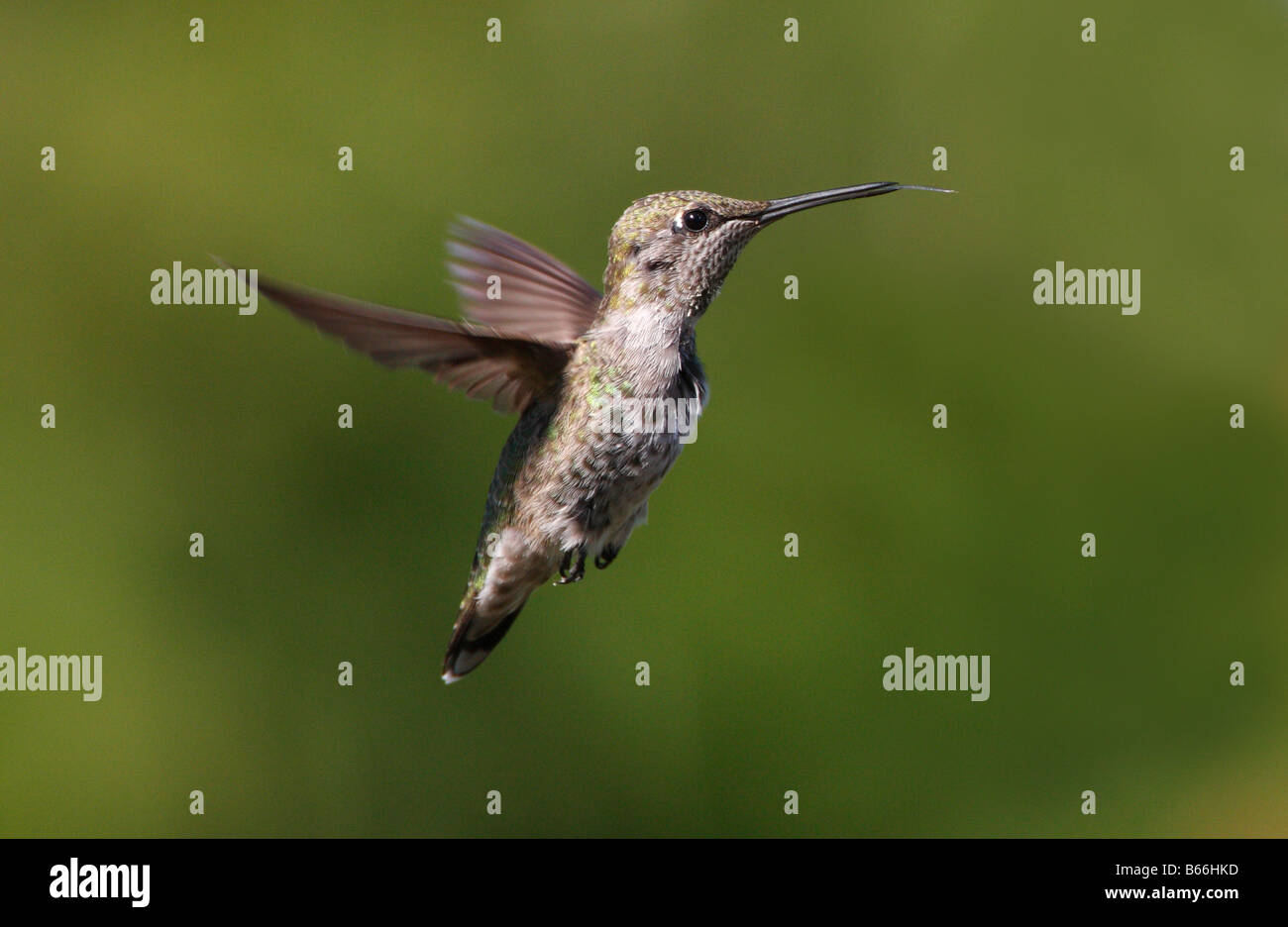 Anna's Hummingbird Calypte anna in bilico a metà in aria naturale con sfondo verde nel nord di Nanaimo Vancouver Island in Settembre Foto Stock