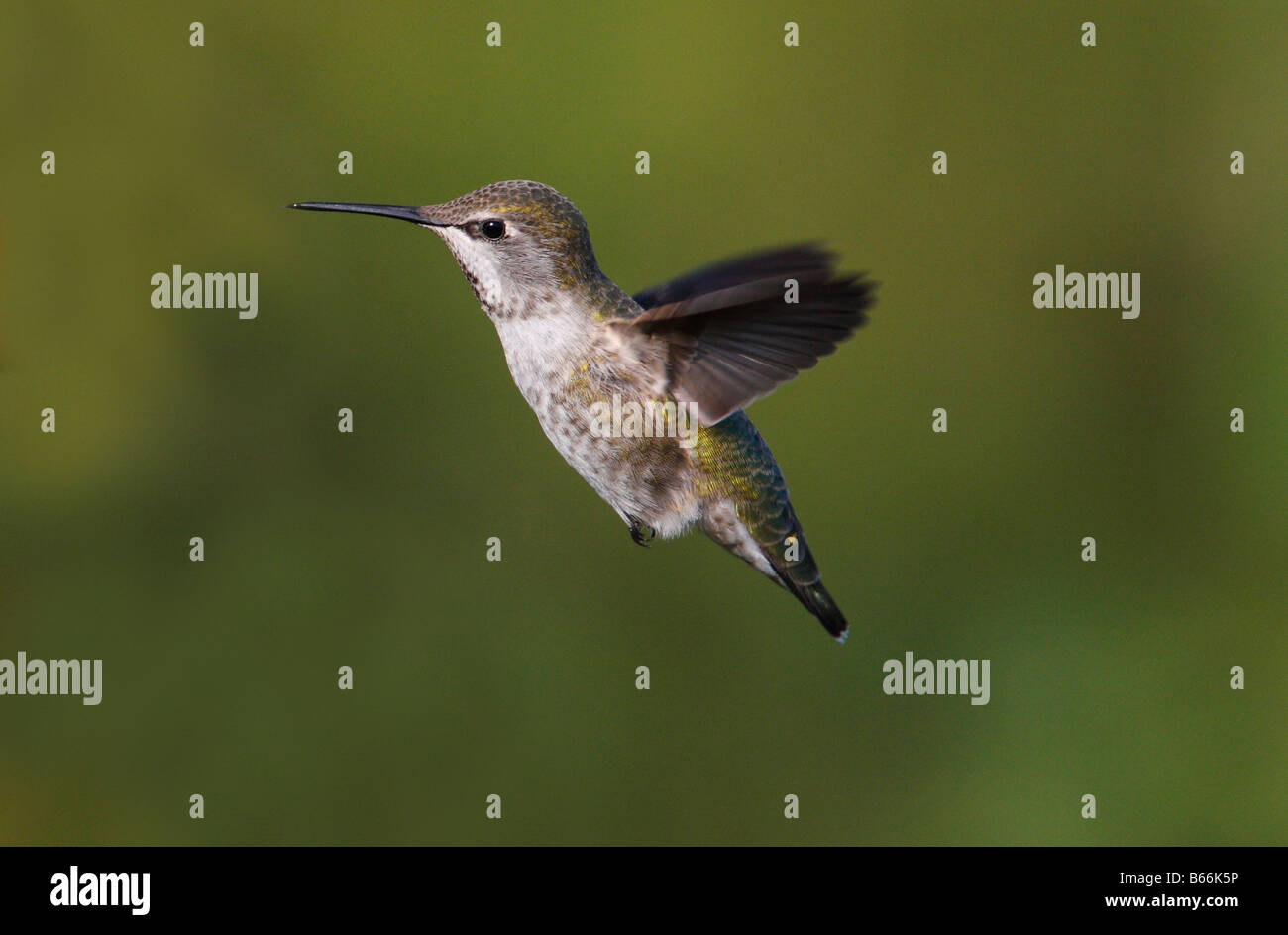 Anna's Hummingbird Calypte anna in bilico a metà in aria naturale con sfondo verde nel nord di Nanaimo Vancouver Island in Settembre Foto Stock