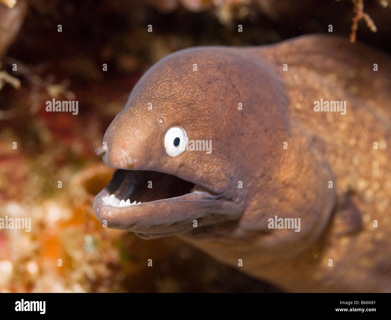Moray che mostra denti subacquea Concetto di pericolo Sipadan Foto Stock