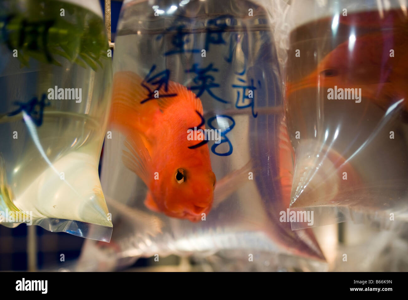 Pesce di colore arancione sono confezionate e pronte a prendere il via nel goldfish market su Tung Choi Street nel Mong Kok District, Hong Kong Foto Stock