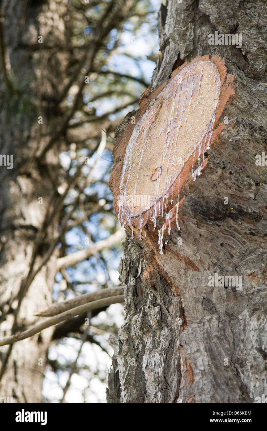 Tree trasuda sap nel caso in cui un ramo era interrotta Foto Stock