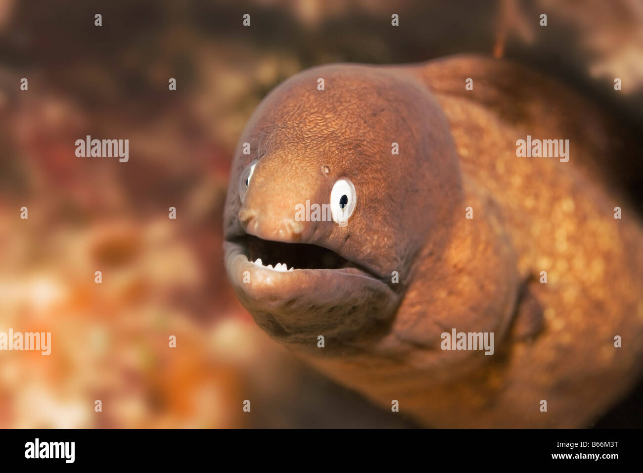 Moray che mostra denti subacquea Concetto di pericolo Sipadan Foto Stock