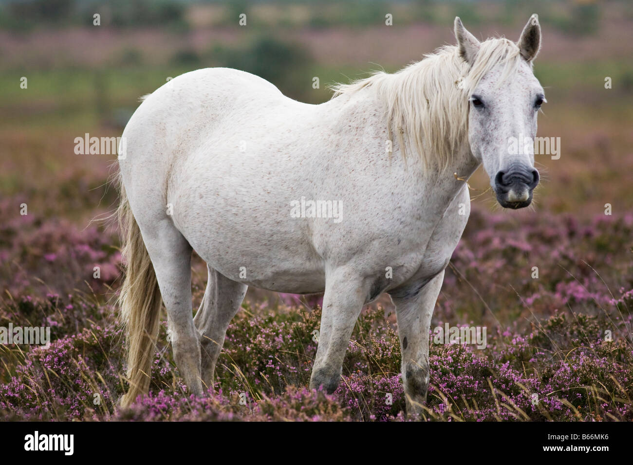 Ritratto di un pony bianco nella nuova foresta, Inghilterra Foto Stock