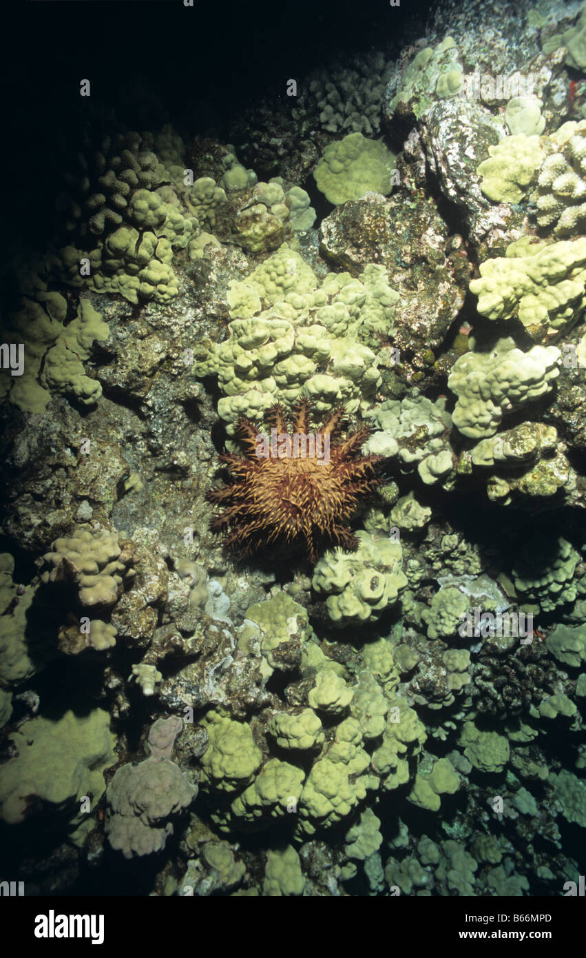 "Corona di Spine " stella di mare, su un corallreef, Kona, Hawaii Foto Stock