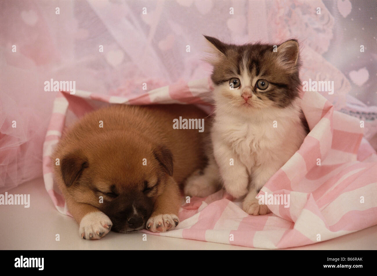 Il persiano gattino ed incroci di cucciolo Foto Stock