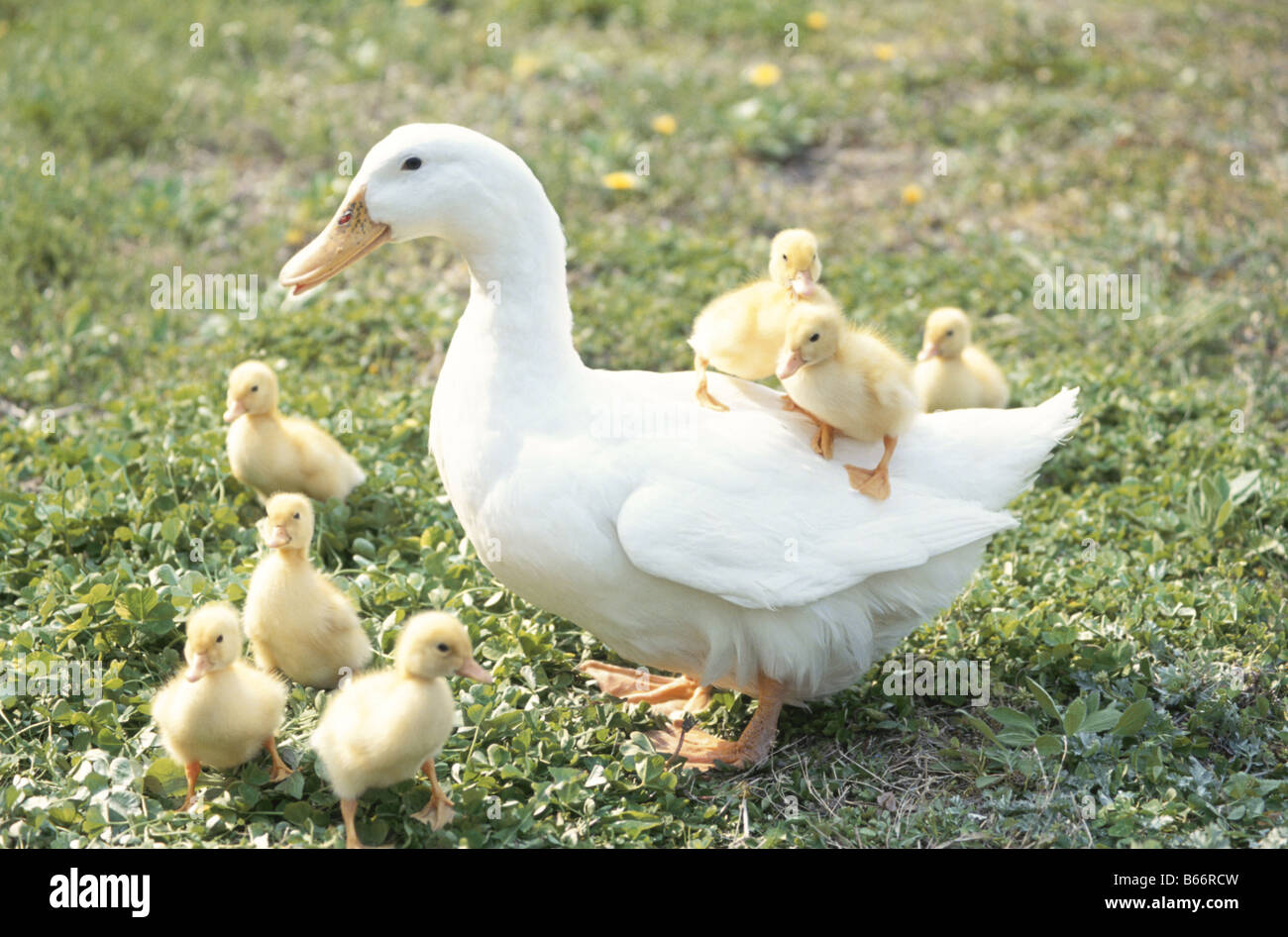 Adult Duck con le ochette Foto Stock