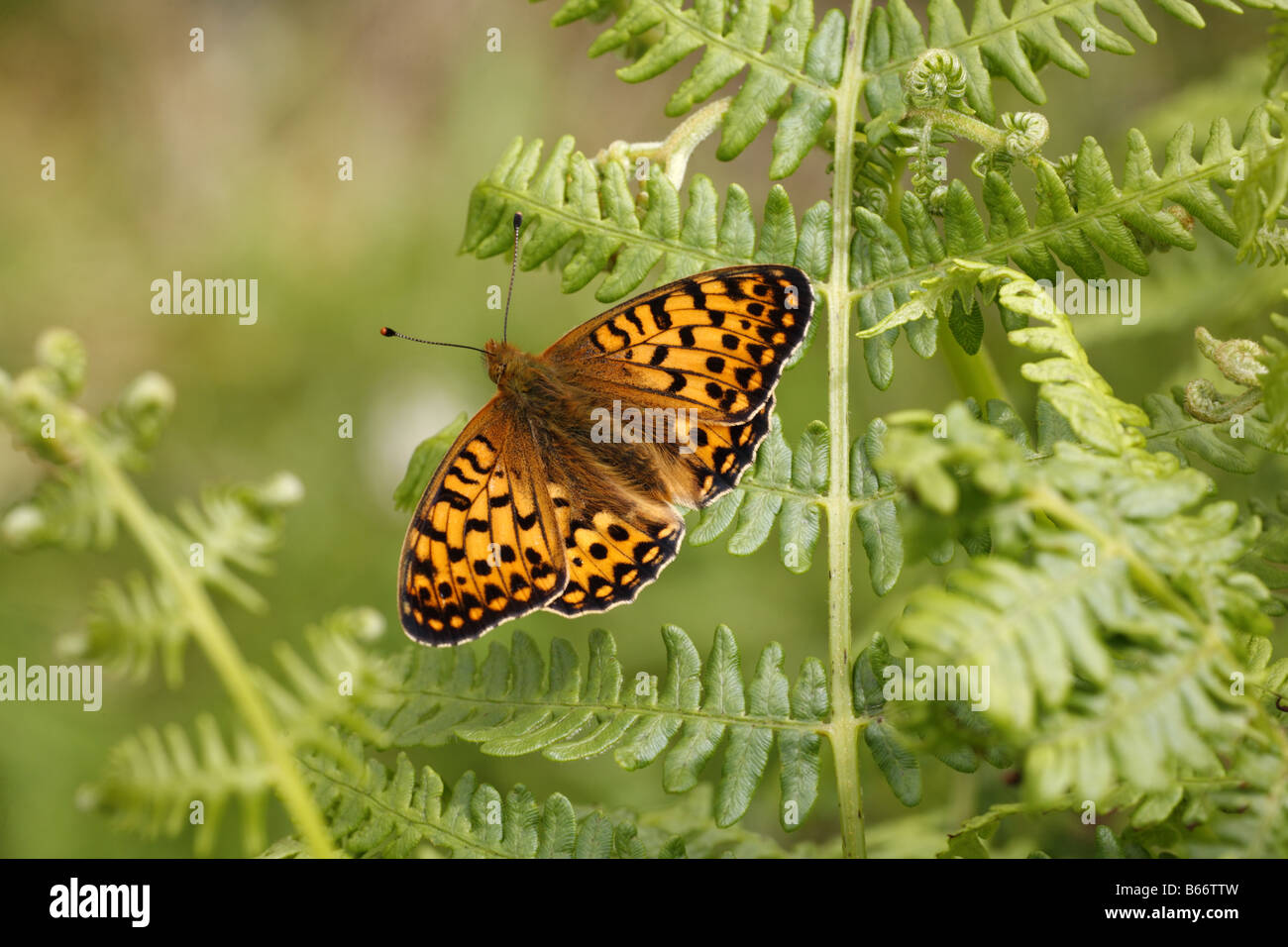 Verde scuro Fritillary Argynnis aglaja in Perthshire Foto Stock