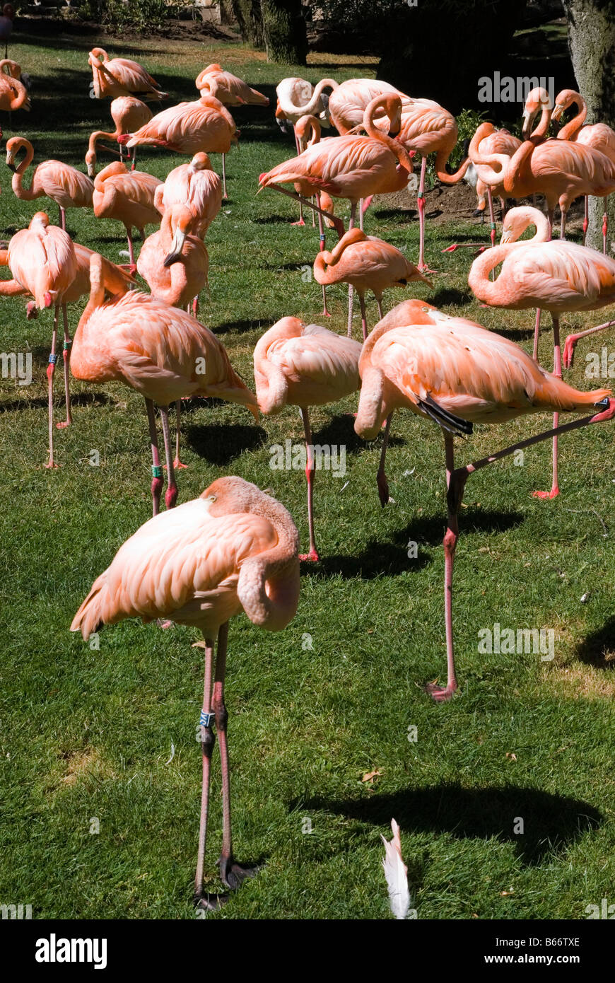 Fenicotteri rosa sul verde erba a zoo di Madrid, verticale Foto Stock