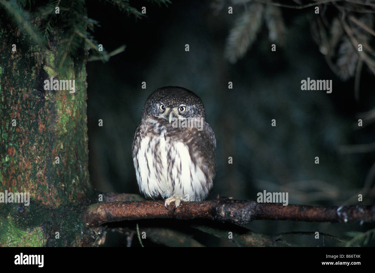Chouette chevechette PARROW OWL eurasiatica civetta nana Glaucidium passerinum Baviera Germania Foresta animali animali aves Baviera bird Foto Stock