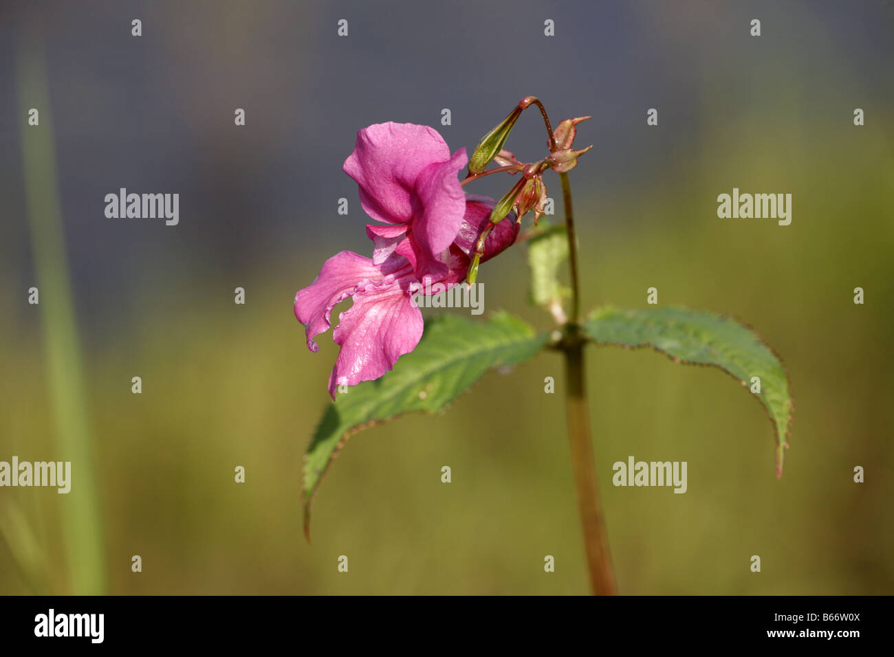 L'Himalayan Balsamina Impatiens glandulifera dal fiume Tay vicino a Perth Perthshire Foto Stock