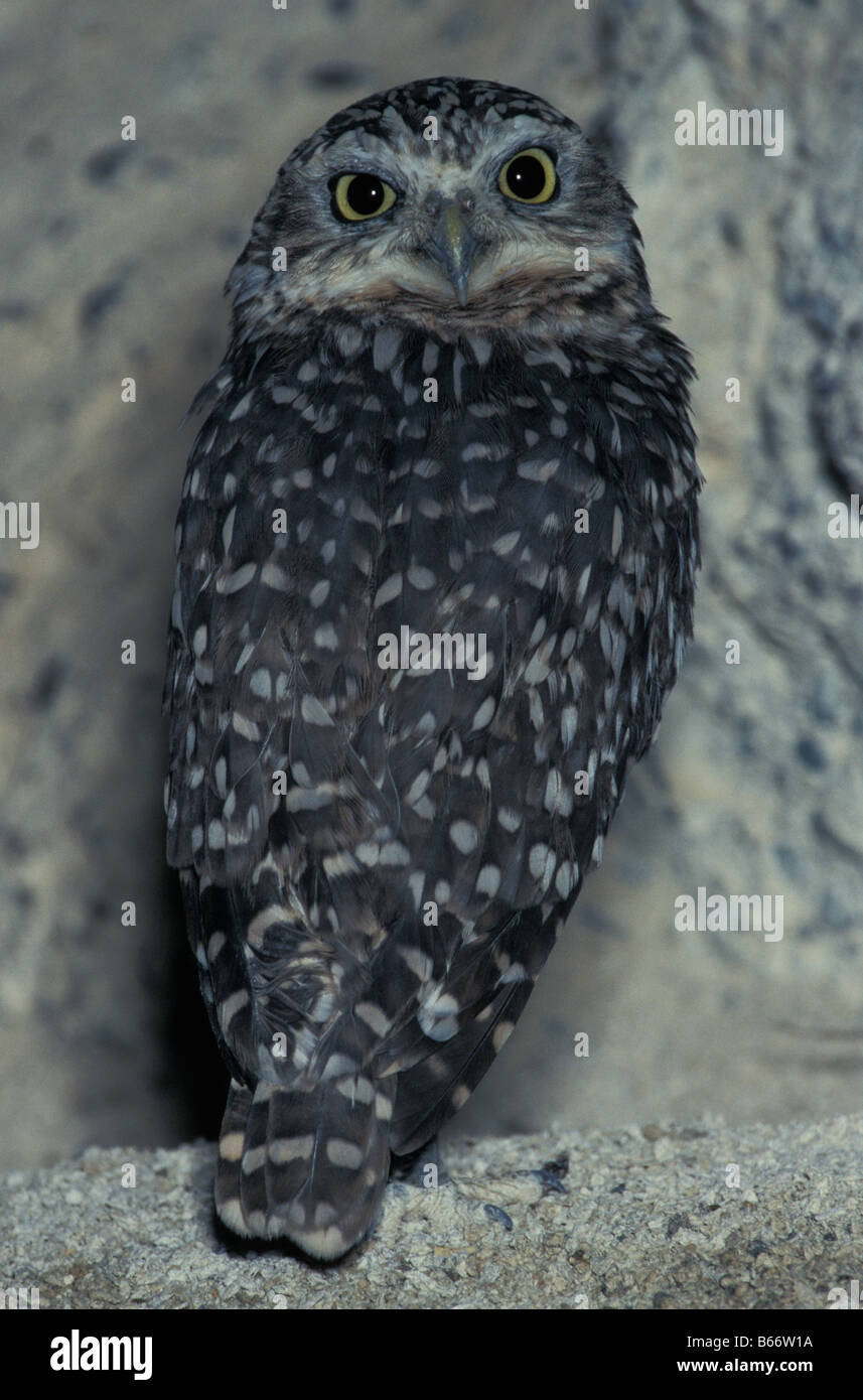 Chouette des terrier scavando Owl Athene cunicularia si occupano spesso di un foro scavato da un piccolo mammifero USA America American anima Foto Stock