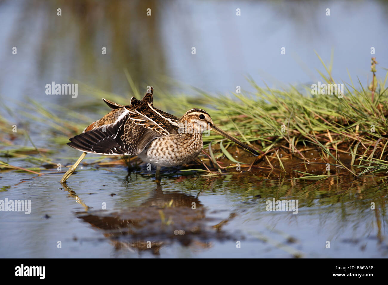 Beccaccino Gallinago gallinago ala tratto in stagno a Montrose Basin Reserve Angus Foto Stock