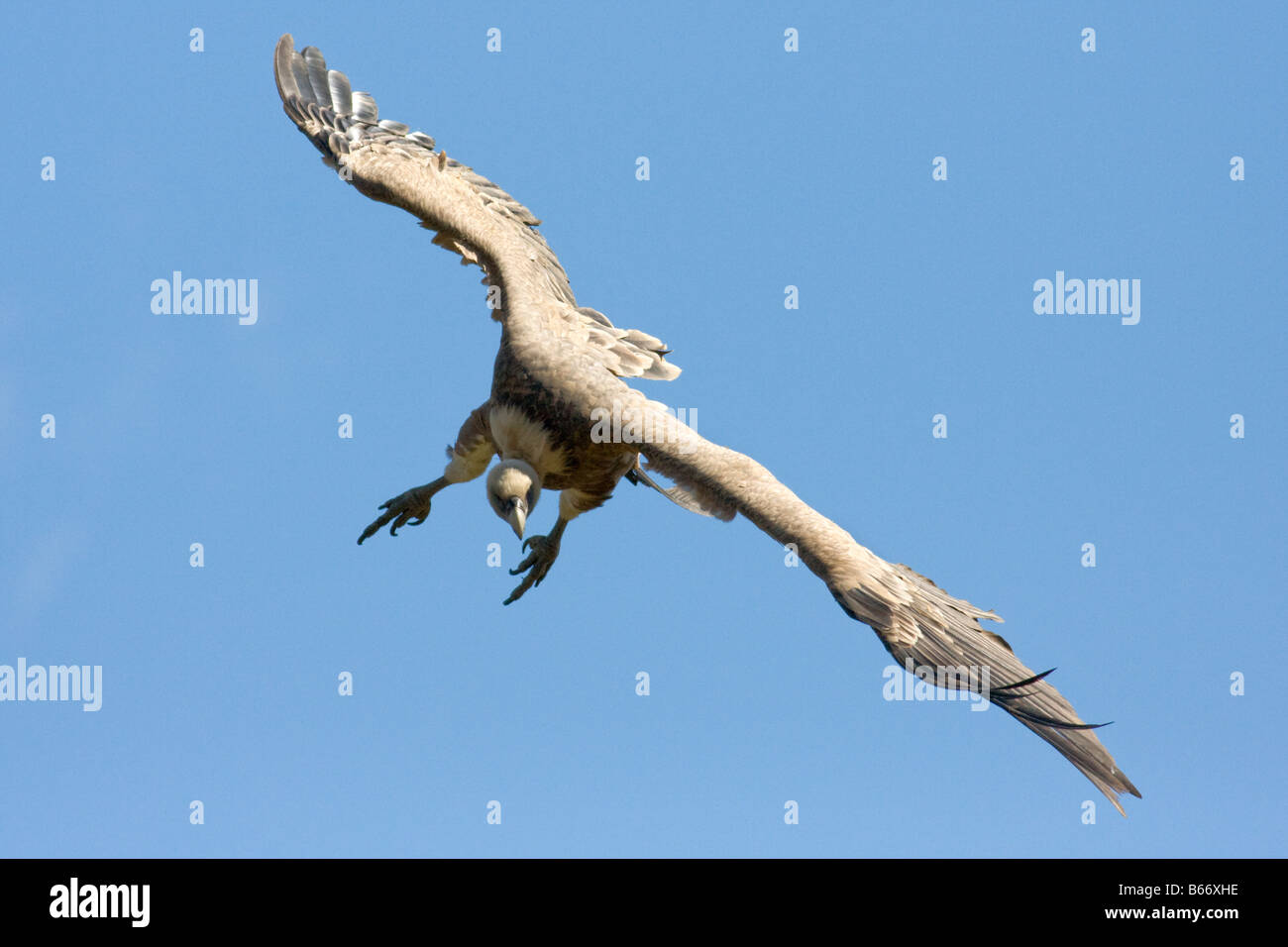 Avvoltoio , Gyps fulvus , in volo Foto Stock
