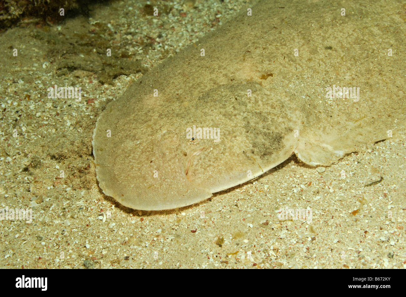 I capretti Sogliola Solea spec Marsa Alam Red sea Egypt Foto Stock