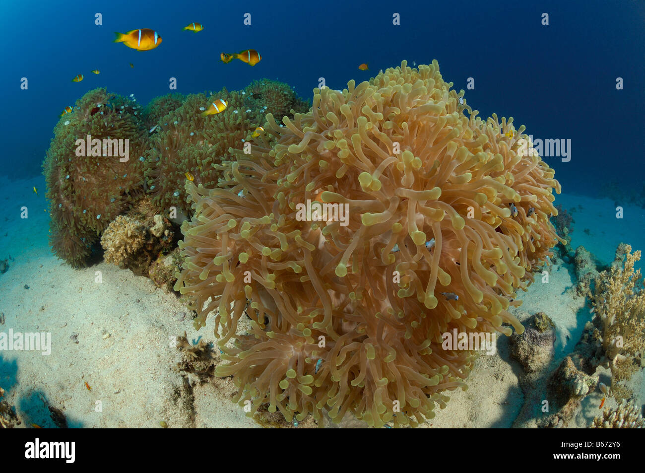 Magnifica di anemoni e due Anemonefishes nastrati Amphiprion bicinctus Marsa Alam Red sea Egypt Foto Stock