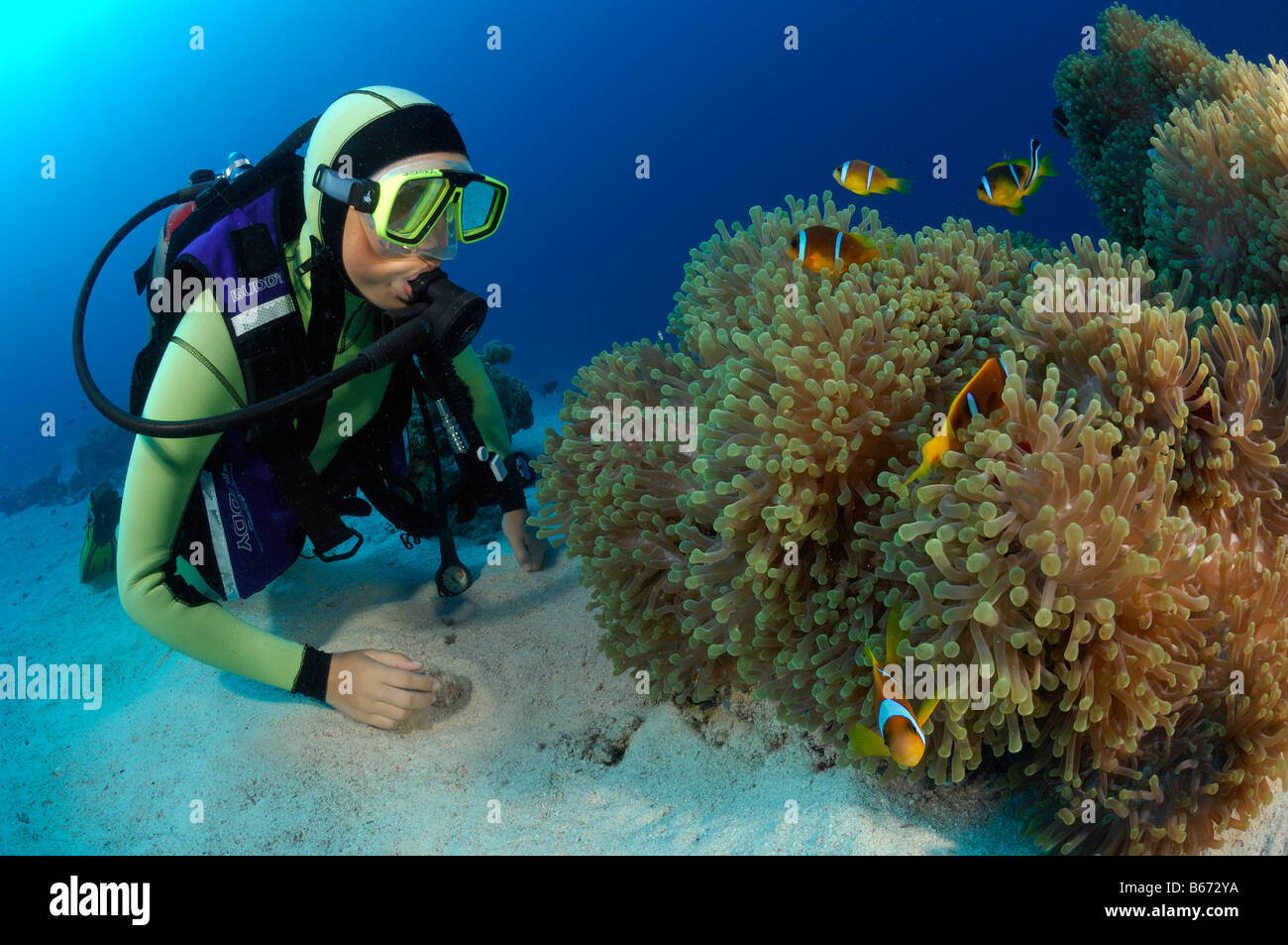 Subacqueo e magnifica di anemoni e due Anemonefishes nastrati Amphiprion bicinctus Marsa Alam Red sea Egypt Foto Stock