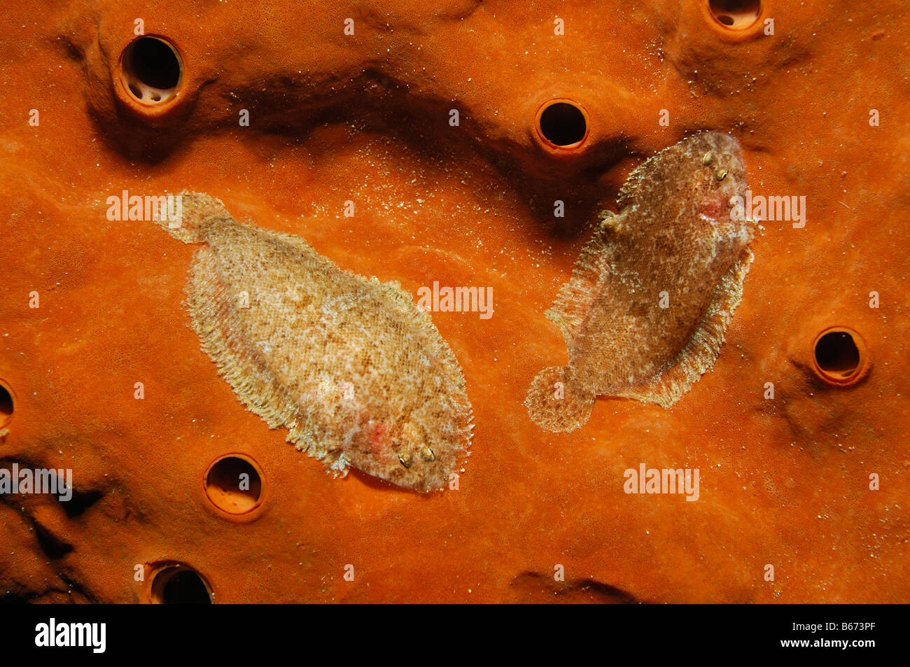 Suole sulla spugna melanostictus Aseraggodes Alor Lesser Sunda Islands Indo Pacific Indonesia Foto Stock