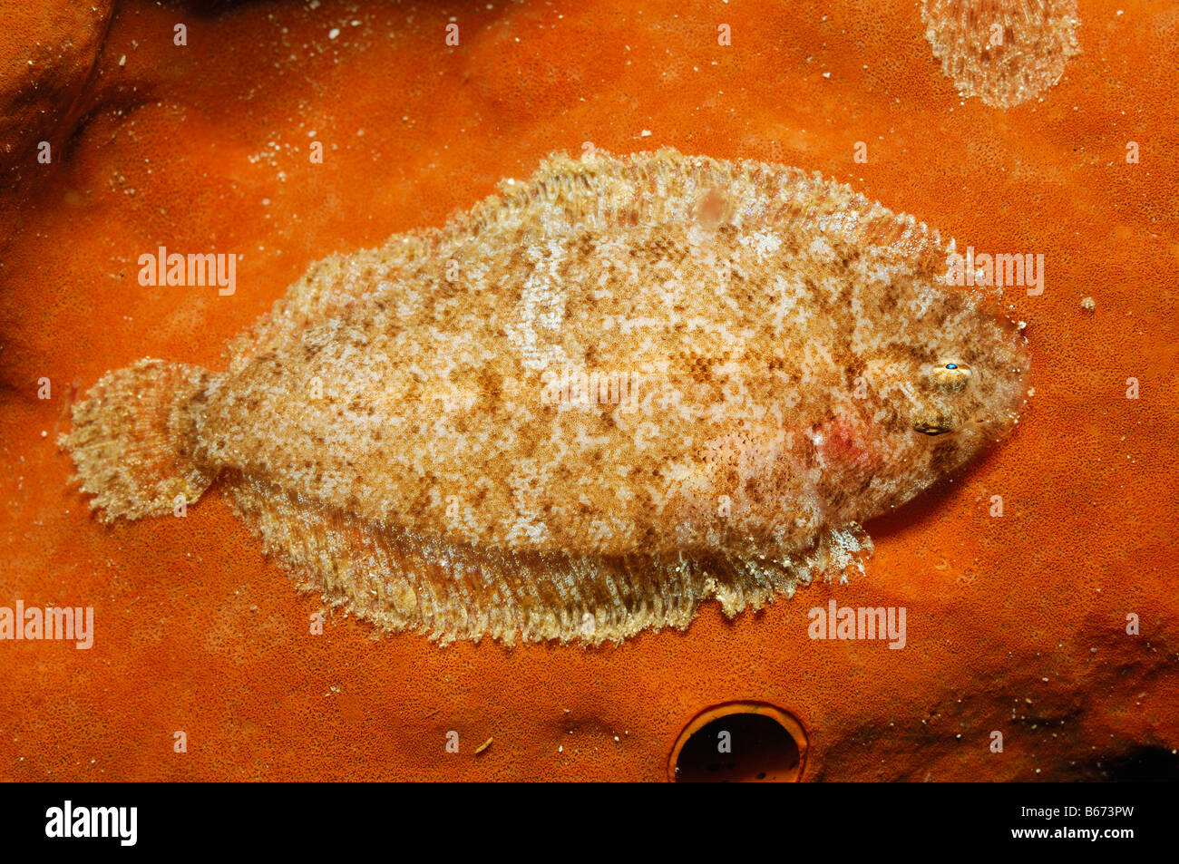 Suola sulla spugna melanostictus Aseraggodes Alor Lesser Sunda Islands Indo Pacific Indonesia Foto Stock