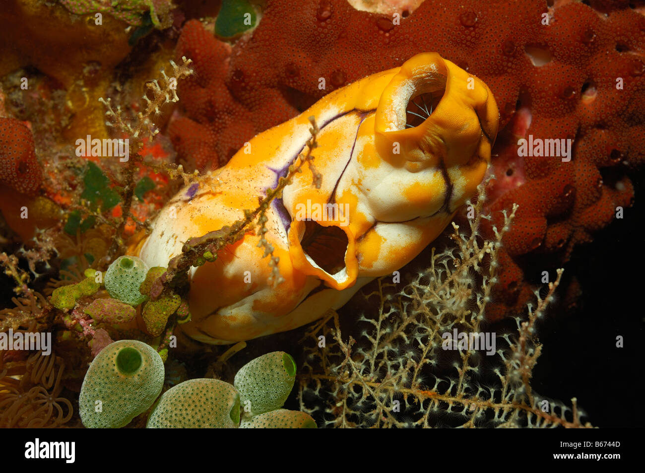 Golden Sea Squirt Polycarpa aurata Alor Lesser Sunda Islands Indo Pacific Indonesia Foto Stock